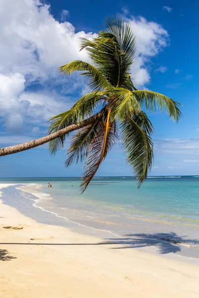 Palm Pláži Las Terrenas Dominikánská Republika — Stock fotografie