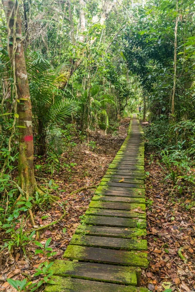 マレーシア サラワク州バコ国立公園のボードウォーク — ストック写真
