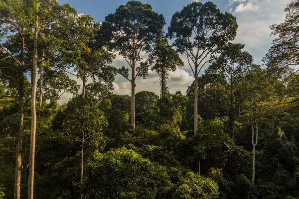 Baumkronen Eines Regenwaldes Sepilok Sabah Malaysia — Stockfoto