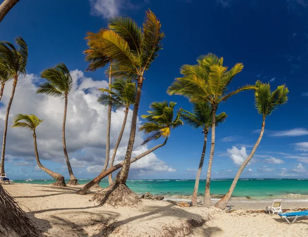 Пальмы Пляже Баваро Доминиканская Республика — стоковое фото