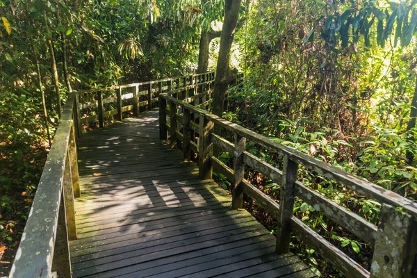 Sepilok yağmur ormanlarındaki sahil yolu, Sabah, Malezya