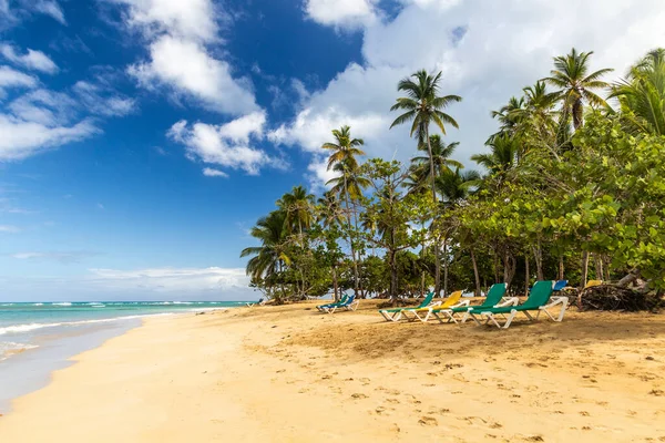 Palme Una Spiaggia Las Terrenas Repubblica Dominicana — Foto Stock