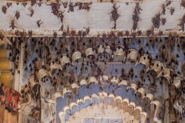 Hindistan, Rajasthan Eyaleti, Bundi 'deki Garh Sarayı' nda yarasalar.