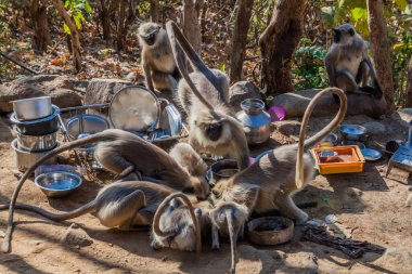 Langur maymunları Girnar Hill, Gujarat Eyaleti, Hindistan 'daki yemek artıklarına akın ediyorlar.