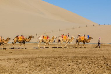 DUNHUANG, ÇİN - 21 AĞUSTOS 2018: Çin 'in Gansu Eyaleti yakınlarındaki Singing Sands Dune' da turist gezisi için develer