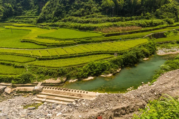 Paddy Fields Dehang Miao Village Hunan Province China — Stock Photo, Image