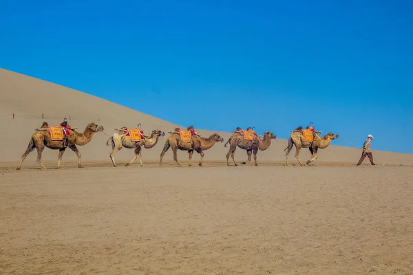中国敦煌 2018年8月21日 在甘肃敦煌附近的Singing Sands Dune为游客提供的骆驼大篷车 — 图库照片
