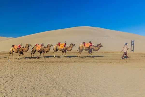 Дунхуанг Китай Августа 2018 Года Верблюды Туристических Поездок Песчаной Дюне — стоковое фото