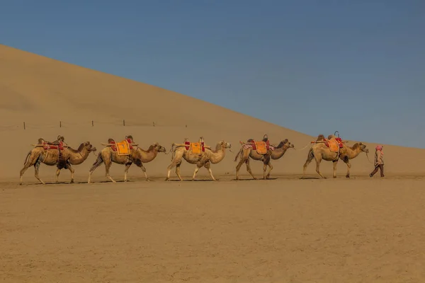 Velbloudi Pro Turistické Vyjížďky Zpívající Písečné Duně Dunhuang Provincie Gansu — Stock fotografie