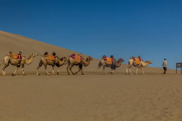 Dunhuang China August 2018 Camels Tourist Rides Singing Sands Dune — 图库照片