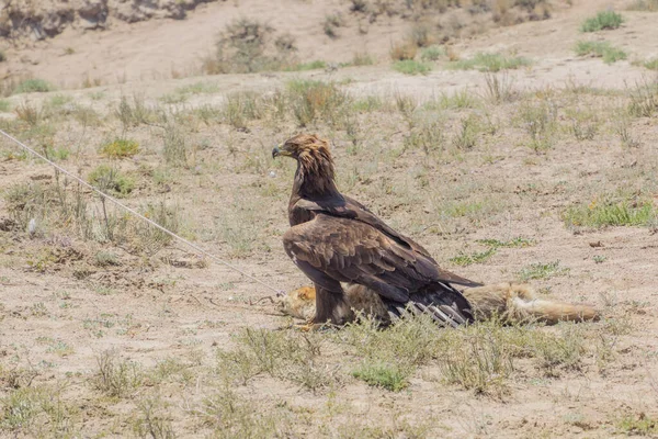 Aigle Entraîné Chasse Une Fourrure Renard Lors Ethnofestival Sur Côte — Photo