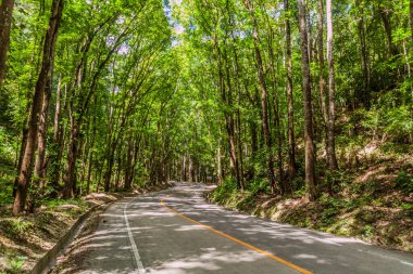 Filipinler, Bohol Adası 'ndaki Bilar İnsan Yapımı Ormanı' ndan geçen yol