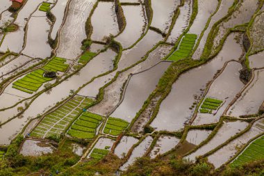 Batad pirinç teraslarının havadan görünüşü, Luzon Adası, Filipinler