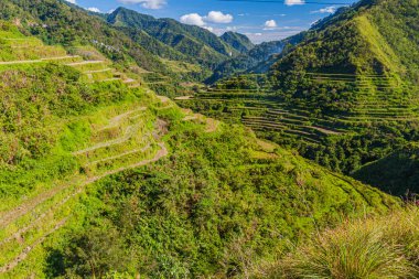Luzon Adası, Filipinler 'de Ifugao pirinç terasları