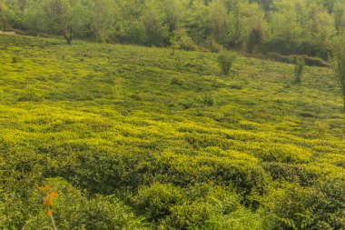 Lahijan yakınlarındaki çay bahçeleri, Gilan, İran