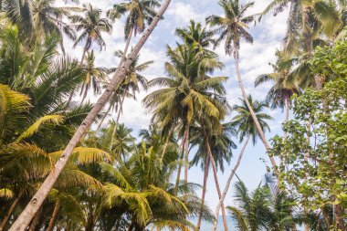 Siquijor Adası, Filipinler 'de palmiyeler.