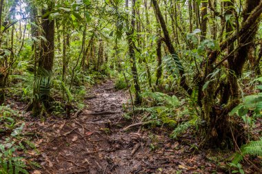 Filipinler, Zenci adası Talinis Dağı 'na yürüyüş yolu