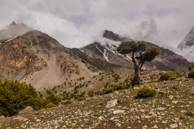 Fann dağlarındaki ağaç, Tacikistan