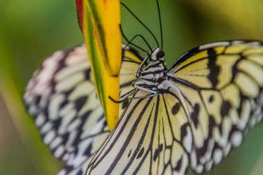 Siquijor Adası, Filipinler 'de Fikir Leuconoe (kağıt uçurtma kelebeği)