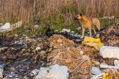 İran 'ın Rasht kentindeki bir çöplükte köpek