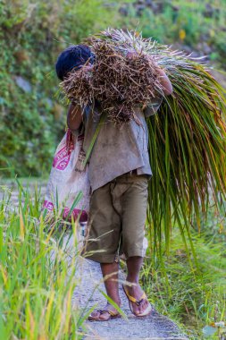 CAMBULO, PHILIPPINES - 21 HAZİRAN 2018: Filipinler 'in Luzon adası, Cambulo köyü yakınlarında pirinç bitkileri taşıyan yerel bir adam