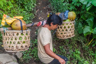 BATAD, PHIPPINES - 22 HAZİRAN 2018: Yerel hamal Filipinler 'in Luzon Adası' ndaki Batad köyü yakınlarındaki pirinç teraslarında yürüyor
