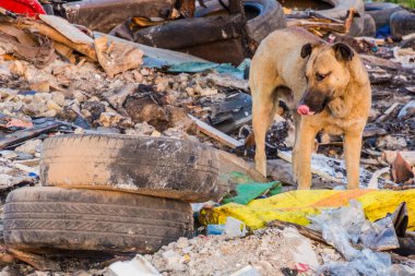 İran 'ın Rasht kentindeki bir çöplükte köpek