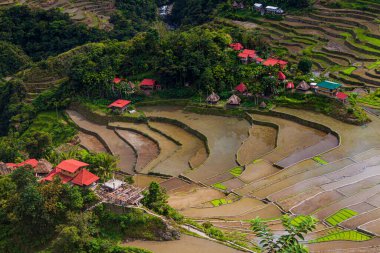 Batad pirinç teraslarının havadan görünüşü, Luzon Adası, Filipinler
