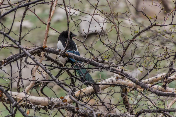 Pie Eurasienne Pica Pica Dans Vallée Jizev Jizeu Geisev Jisev — Photo