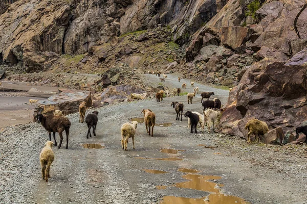 Stádo Ovcí Koz Údolí Bartang Pohoří Pamír Tádžikistán — Stock fotografie