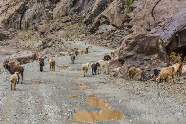 Стадо Овец Коз Долине Бартанг Горах Памира Таджикистан — стоковое фото