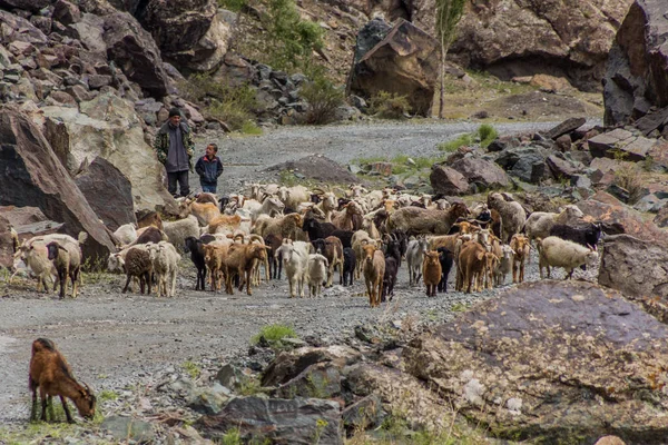Bartang Tajikistán Mayo 2018 Manada Ovejas Cabras Valle Bartang Las — Foto de Stock