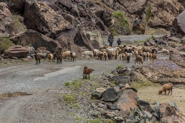 Bartang Tajikistan Května 2018 Stádo Ovcí Koz Údolí Bartang Pohoří — Stock fotografie