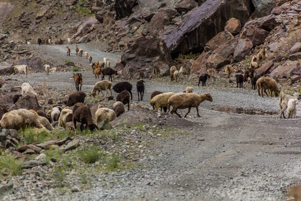 Αγέλη Αιγοπροβάτων Στην Κοιλάδα Bartang Στα Βουνά Pamir Τατζικιστάν — Φωτογραφία Αρχείου