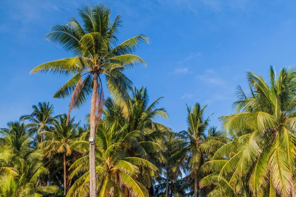Palmen White Beach Auf Der Insel Boracay Philippinen — Stockfoto