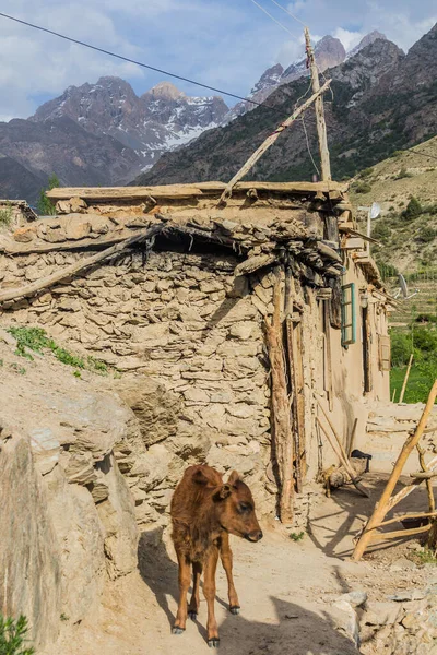 Tele Vesnici Nofin Horách Fann Tádžikistán — Stock fotografie