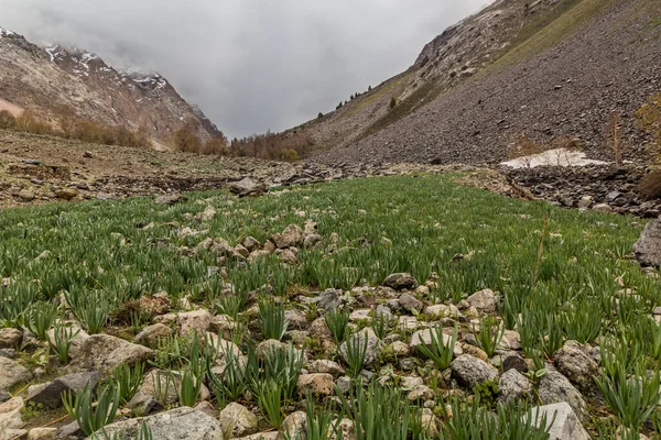 Valle Jizev Jizeu Geisev Jisev Las Montañas Pamir Tayikistán — Foto de Stock