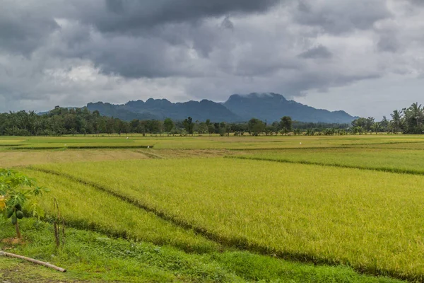 Landscape Rice Fields Panay Island Philippines — Stock Photo, Image