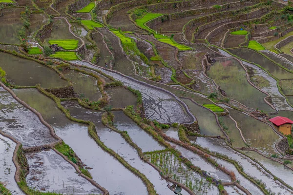 Batad Risterrasser Luzon Filippinerna — Stockfoto