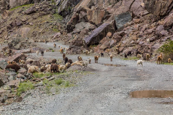 Rebanho Ovinos Caprinos Vale Bartang Nas Montanhas Pamir Tajiquistão — Fotografia de Stock