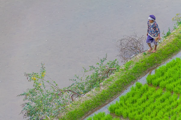 Batad Philippines January 2018 Local Woman Walks Rice Terraces Batad — Stock Photo, Image