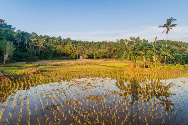 Rice Fields Siquijor Island Philippines — Stock Photo, Image