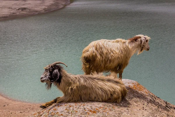 Cabras Sobre Lago Marguzor Haft Kul Las Montañas Fann Tayikistán — Foto de Stock
