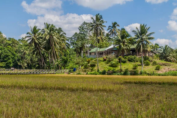 Rice Fields Bohol Island Philippines — Stock Photo, Image