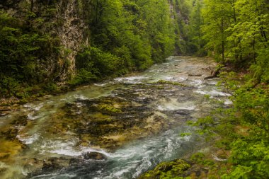 Slovenya, Bled yakınlarındaki Vintgar Geçidi