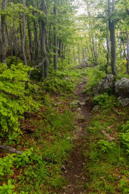 Karadağ 'ın Lovcen ulusal parkında yürüyüş yolu