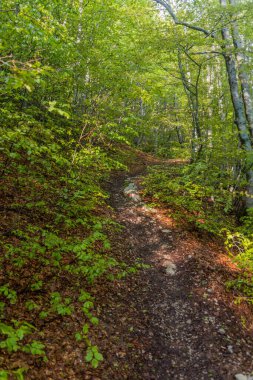 Karadağ 'ın Lovcen ulusal parkında yürüyüş yolu