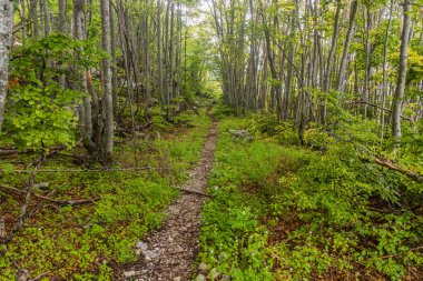 Karadağ 'ın Lovcen ulusal parkında yürüyüş yolu
