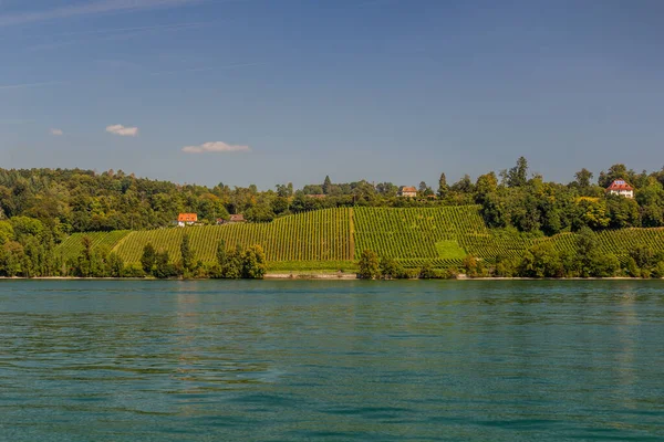 Viñedos Costa Norte Del Lago Constanza Estado Baden Wurttemberg Alemania —  Fotos de Stock