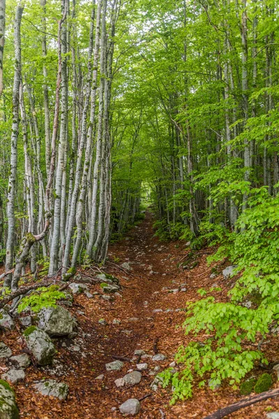 Wanderweg Wald Des Nationalparks Lovcen Montenegro — Stockfoto